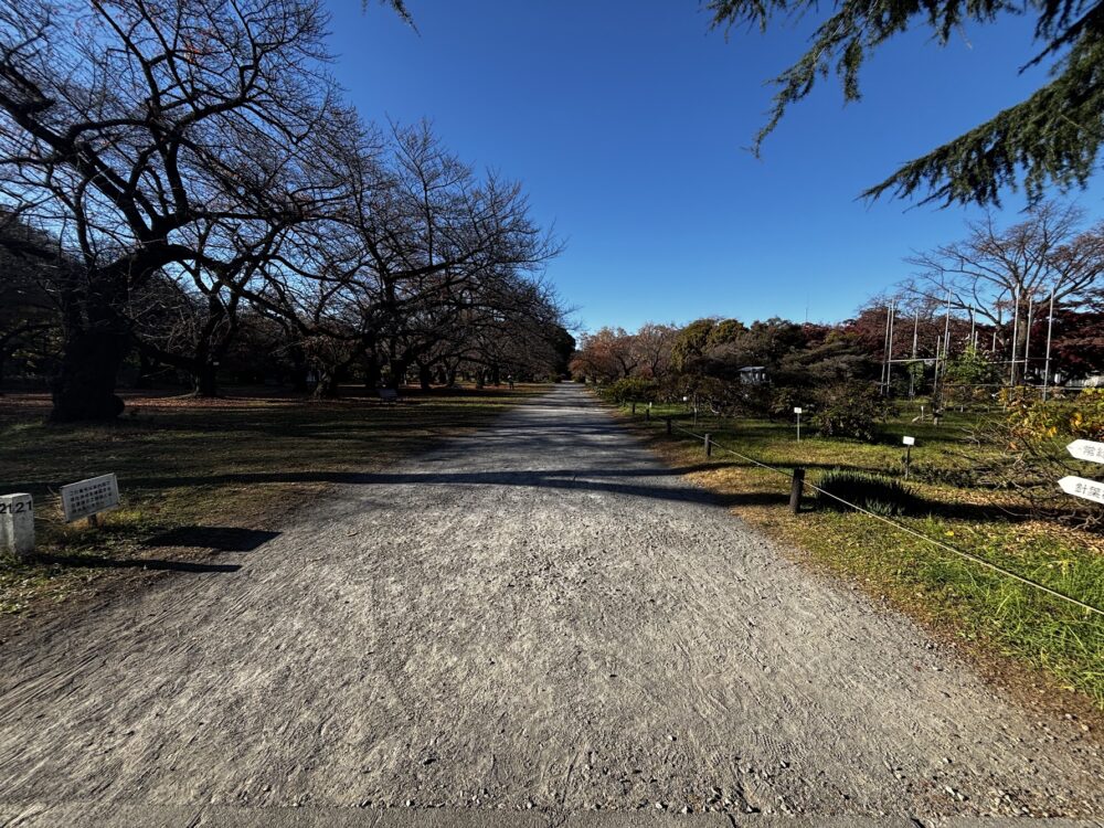 小石川植物園の桜並木（冬）