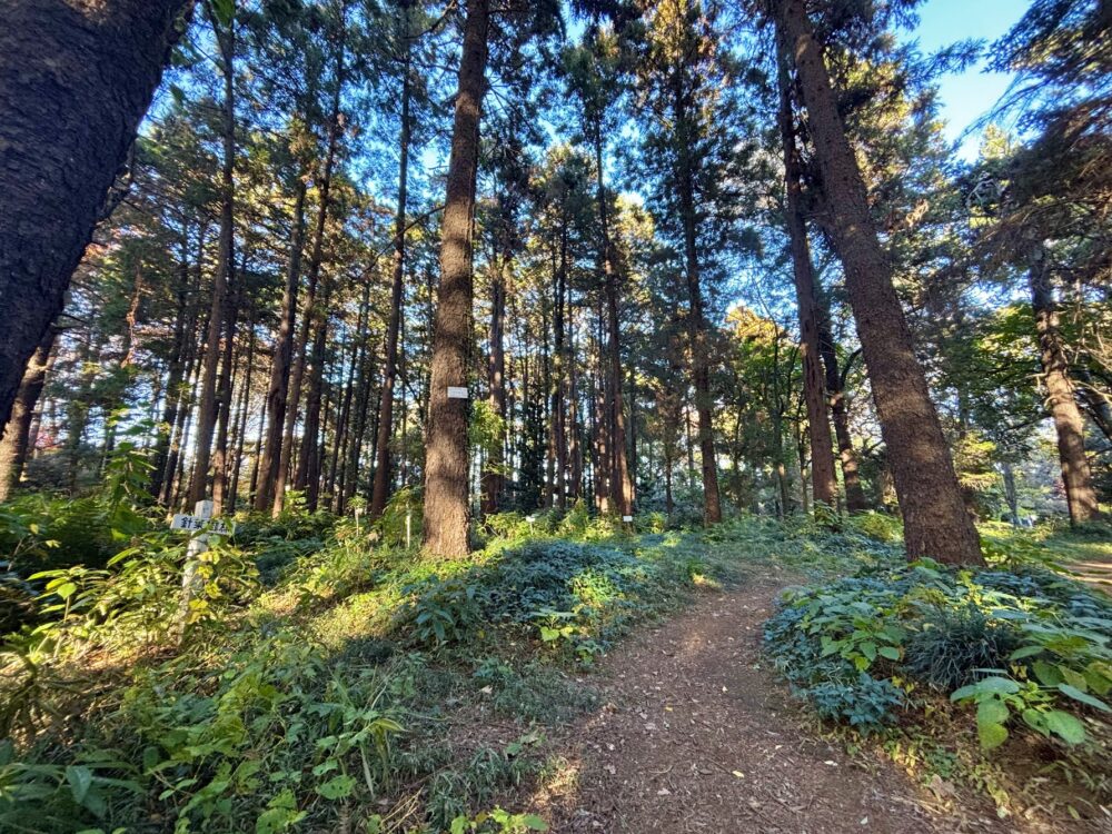 小石川植物園の北欧っぽい森の中