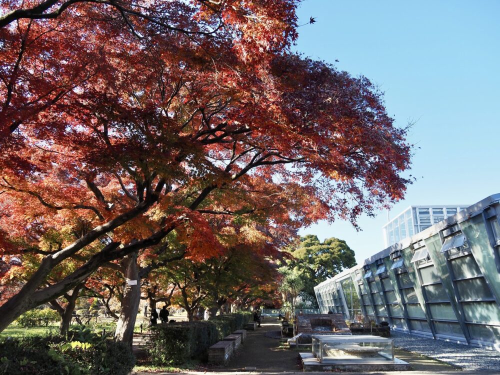 小石川植物園の紅葉のトンネル横の温室