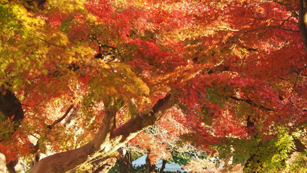 小石川植物園の紅葉のトンネル