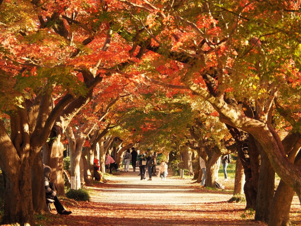 小石川植物園の紅葉のトンネル