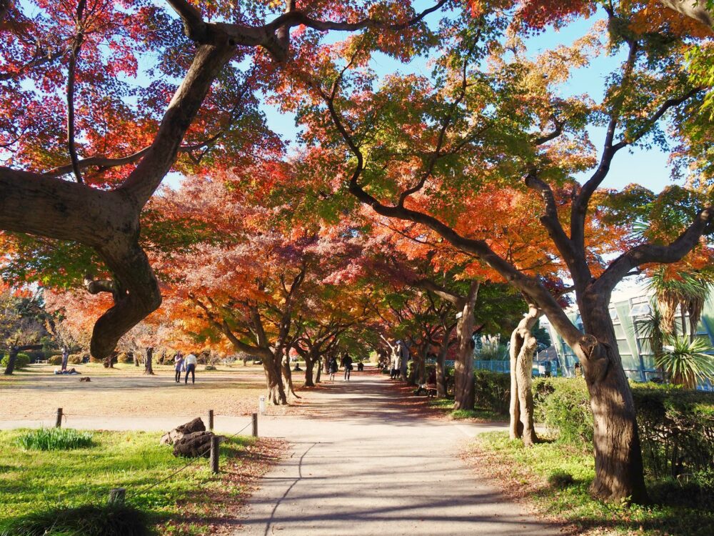 小石川植物園の紅葉のトンネル