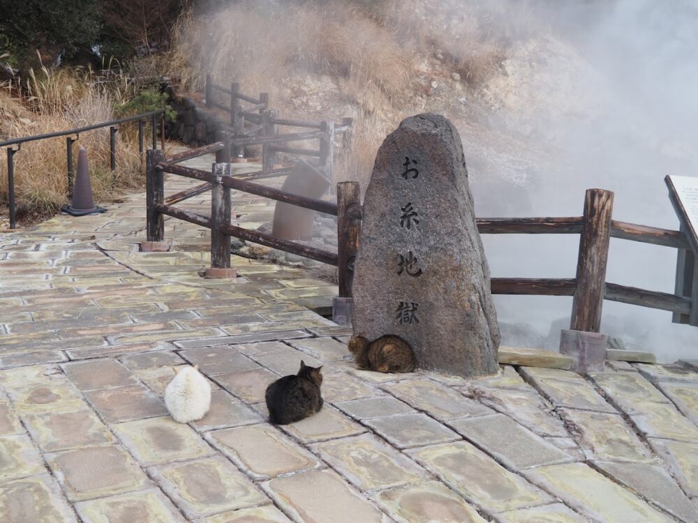 雲仙地獄の地域猫