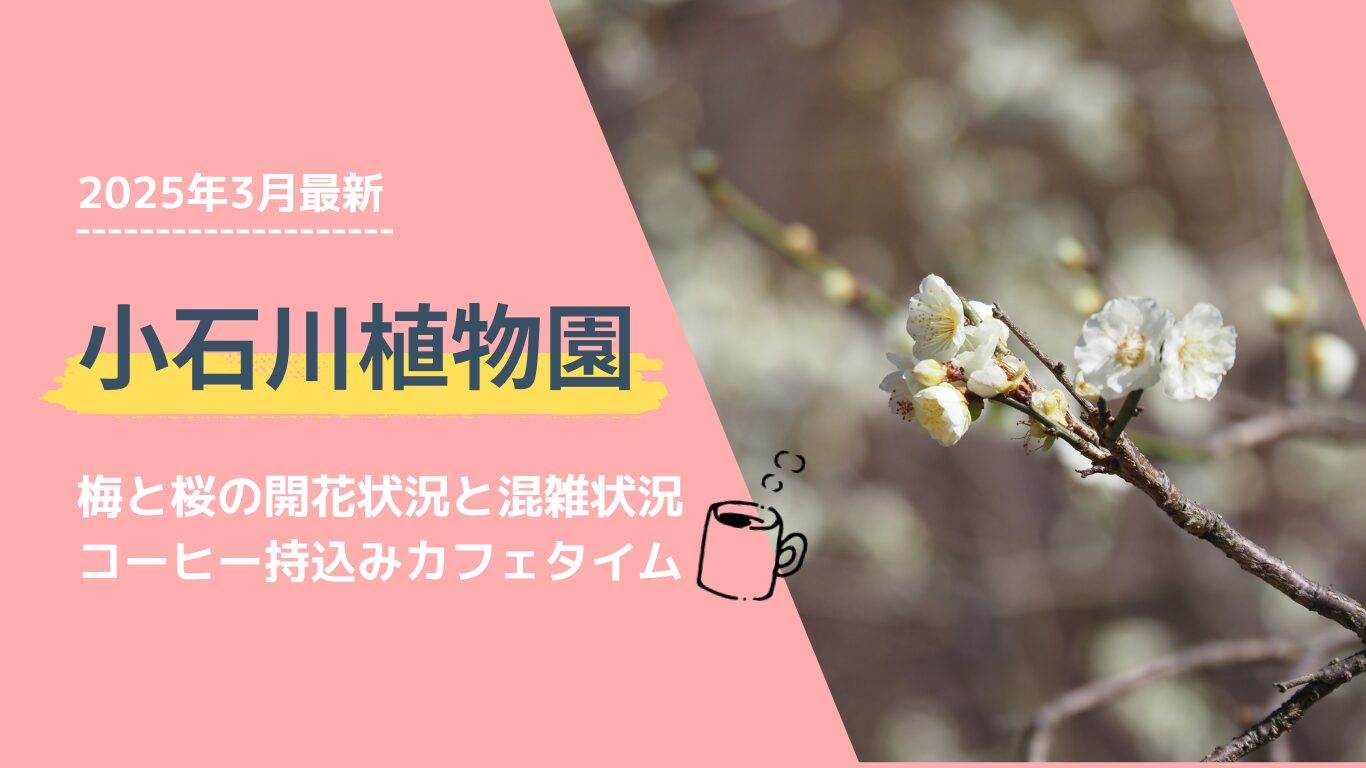 小石川植物園2025年3月最新梅と桜の開花状況と混雑状況