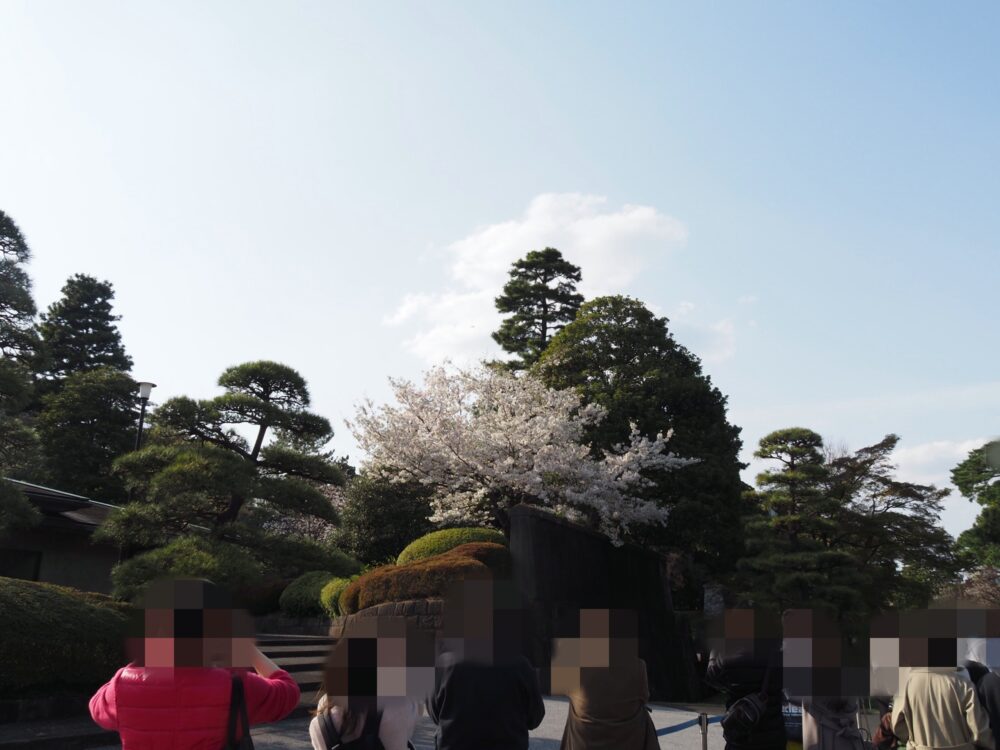 皇居乾通り一般公開・2025年桜|所要時間や待ち時間・混雑具合などレビュー