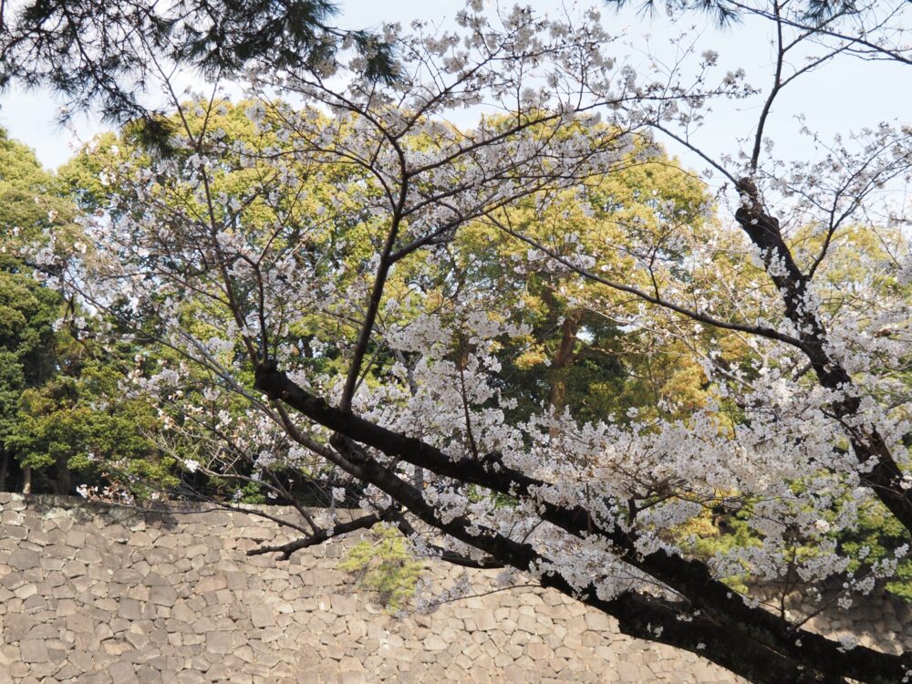 皇居乾通り一般公開・2025年桜|所要時間や待ち時間・混雑具合などレビュー