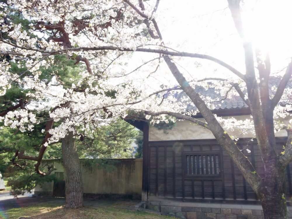皇居乾通り一般公開・2025年桜|所要時間や待ち時間・混雑具合などレビュー