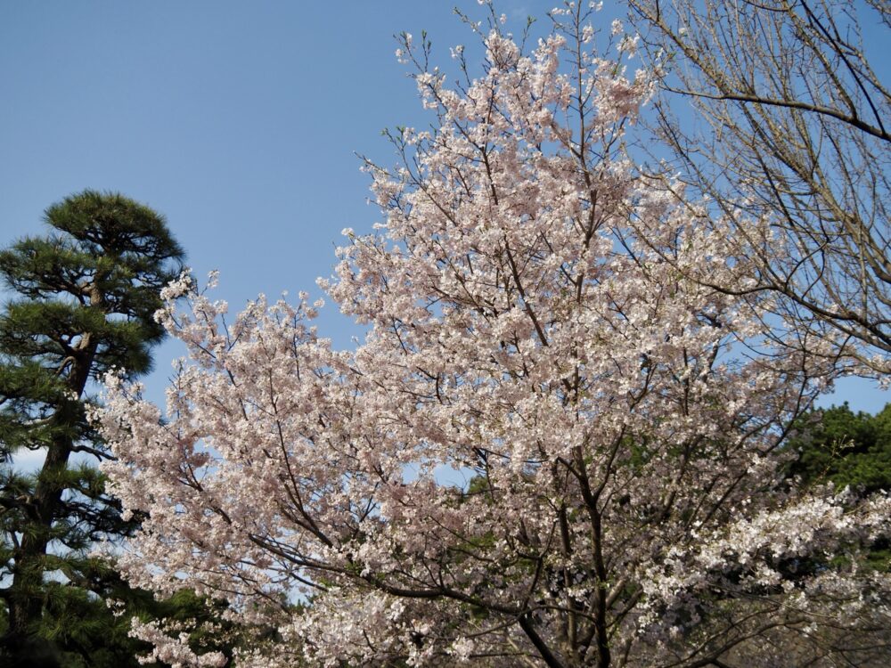 皇居乾通り一般公開・2025年桜|所要時間や待ち時間・混雑具合などレビュー