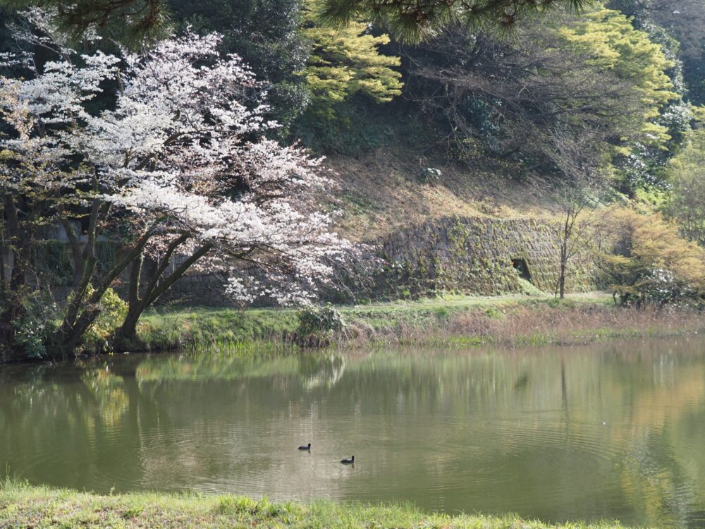皇居乾通り一般公開・2025年桜|所要時間や待ち時間・混雑具合などレビュー
