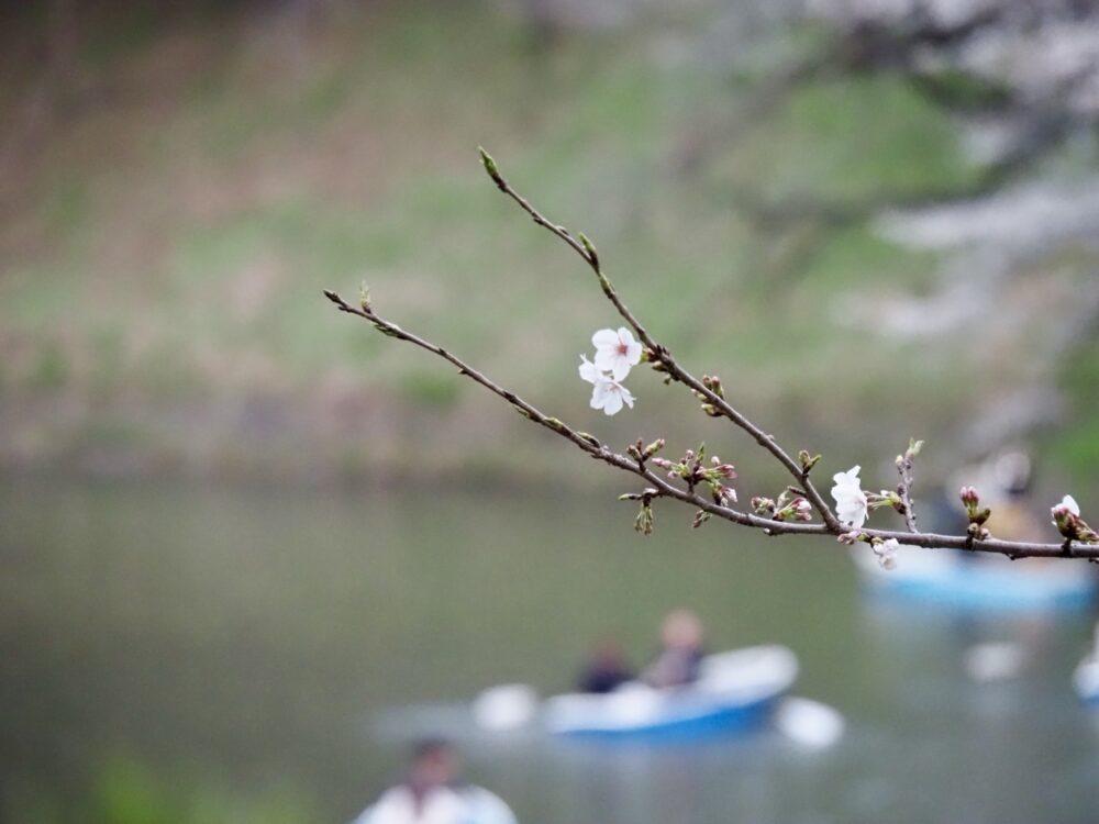 千鳥ヶ淵の桜とボート