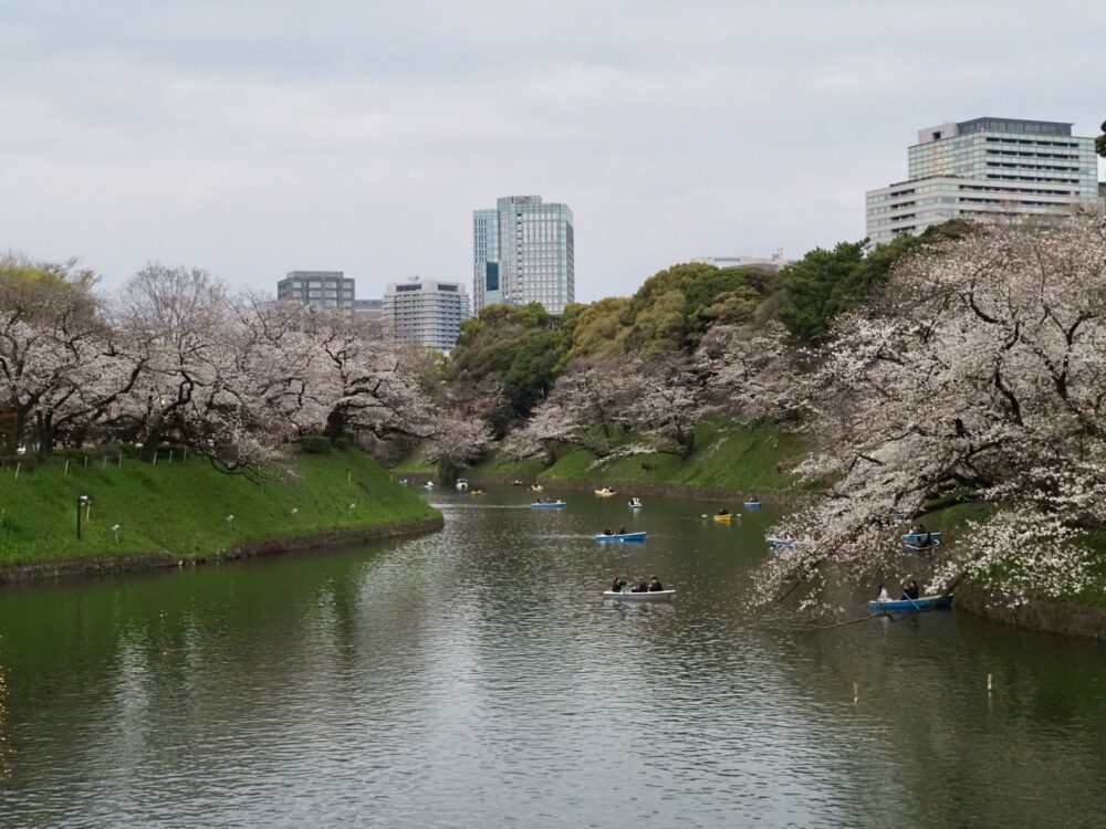 千鳥ヶ淵の桜とボート