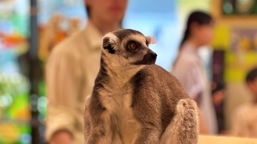 レビュー・アニタッチ東京ドームシティ｜混雑状況や口コミ・割引チケット・写真