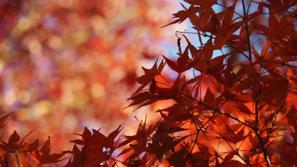 10月11月のカップル紅葉旅におすすめ!絶景の温泉旅館10選|北海道・関東甲信エリア