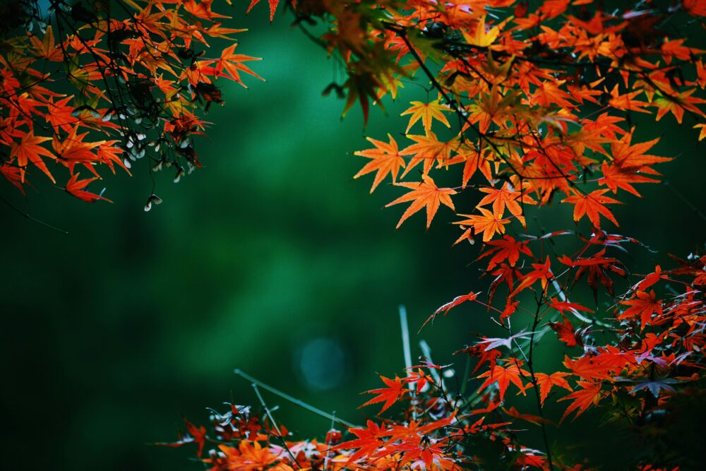 10月11月のカップル紅葉旅におすすめ!絶景の温泉旅館10選|北海道・関東甲信エリア