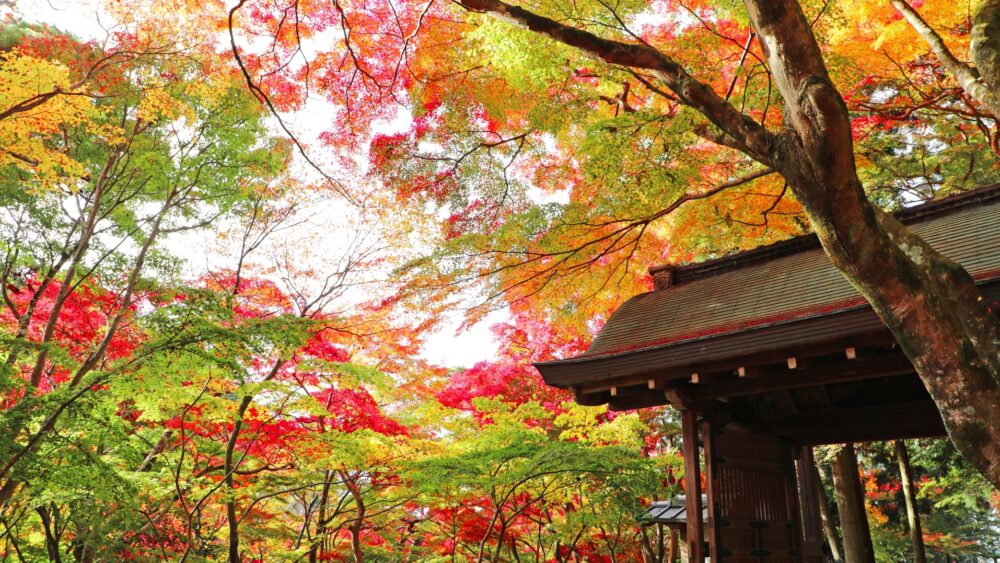 【2025年最新】有馬温泉の紅葉時期・見頃＆紅葉スポット近くの絶景宿7選